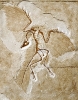 Fossil des Urvogels